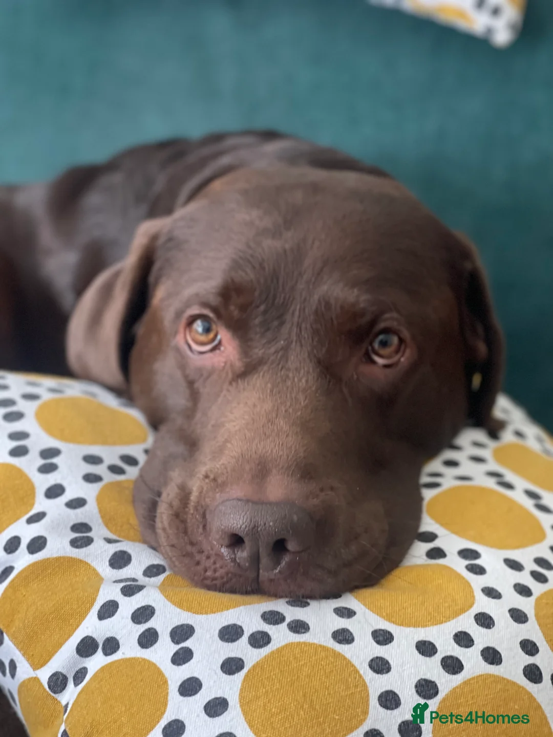 Labrador Retriever dogs for stud: Beautiful KC Reg Chocolate Lab  - Advert 2