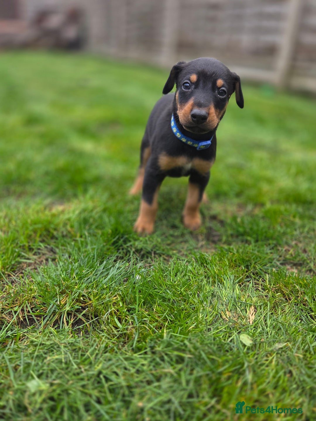 Mixed Breed dogs for sale: Dobermann cross puppies  - Image 14