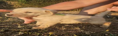 Male 2