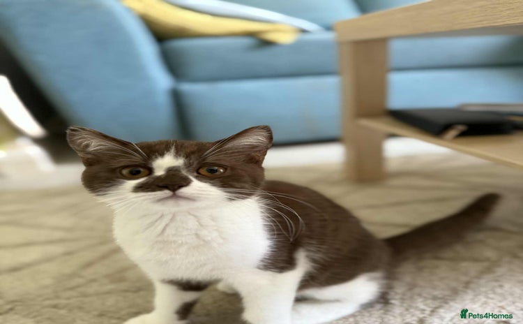 British Shorthair cats - Advert 1