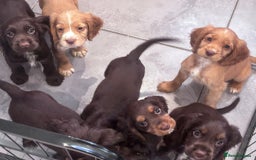 Cocker Spaniel dogs for sale: Working cocker spaniels puppies kc reg - Image 20