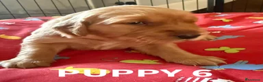 Golden Retriever Puppy 6