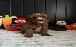 Cavapoo dogs for sale: CAVAPOOS  - Advert 1