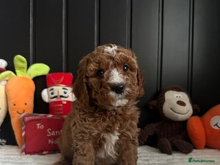 Cavapoo dogs CAVAPOOS - Advert 5