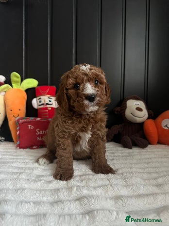 Cavapoo dogs CAVAPOOS - Advert 1