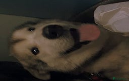 Utonagan dogs for sale: 🐾 Hi, Im looking for My Forever Home! 🐾 - Image 2