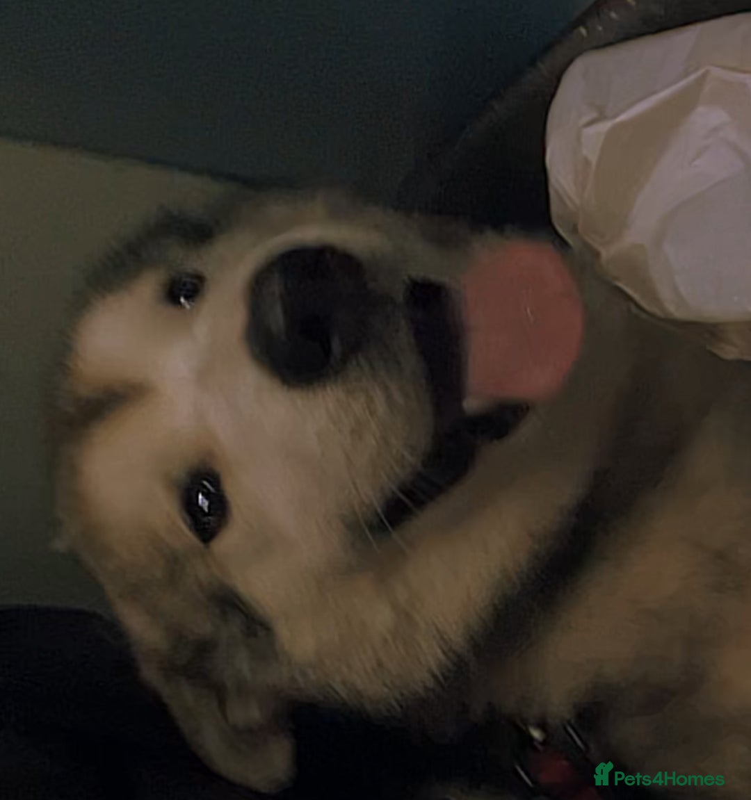Utonagan dogs for sale: 🐾 Hi, Im looking for My Forever Home! 🐾 - Image 2