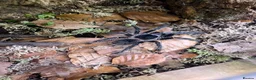Mixed Breed invertebrates for sale: Various Invertebrates At Urban Exotics  - Advert 1