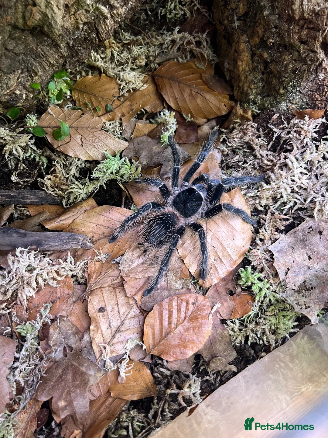 Mixed Breed invertebrates for sale: Various Invertebrates At Urban Exotics  - Advert 1