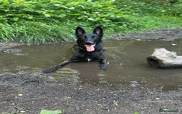 Belgian Shepherd Dog dogs for sale: Belgian Malinois – Female - Image 4