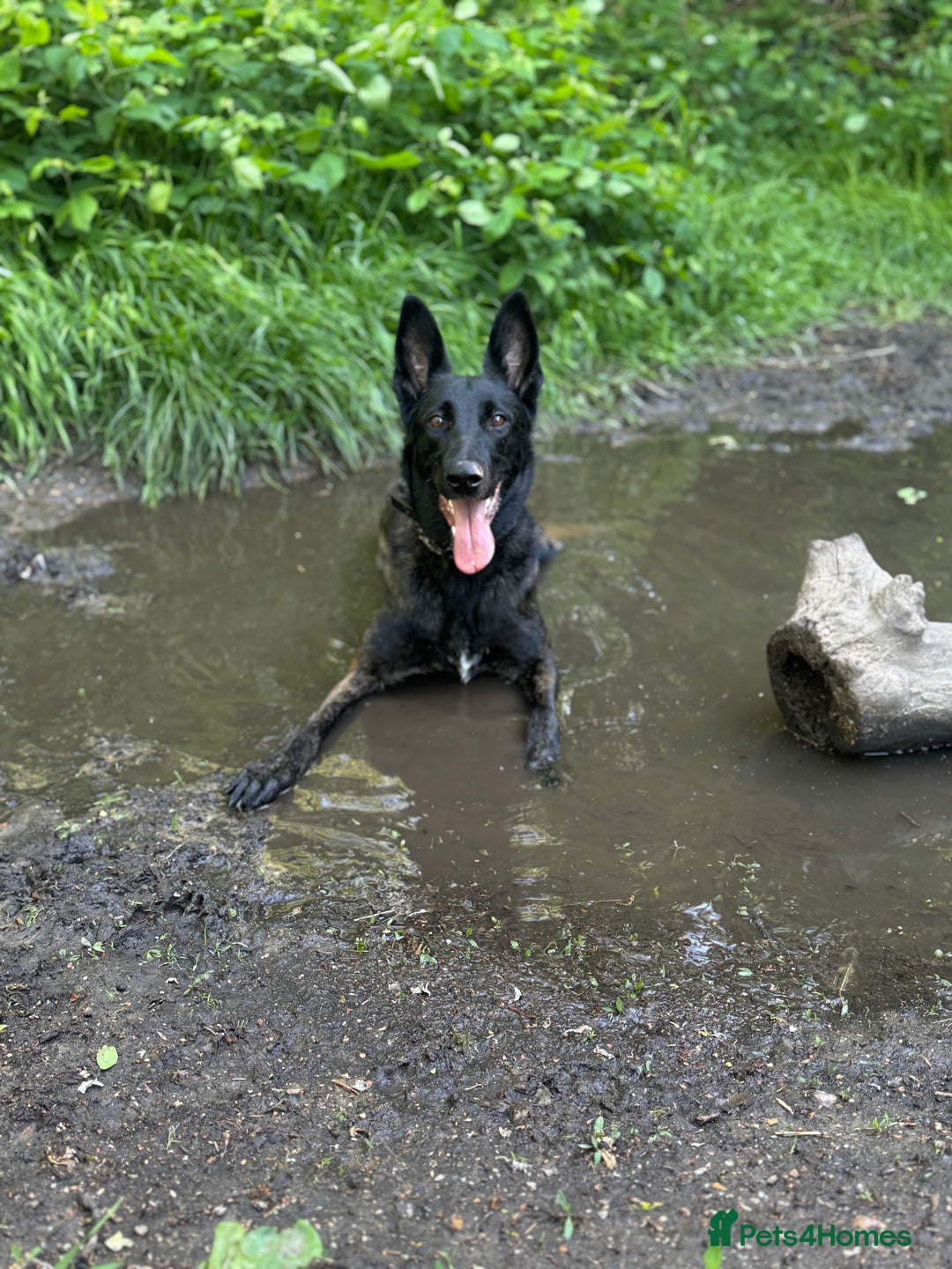 Belgian Shepherd Dog dogs for sale: Belgian Malinois – Female - Image 4