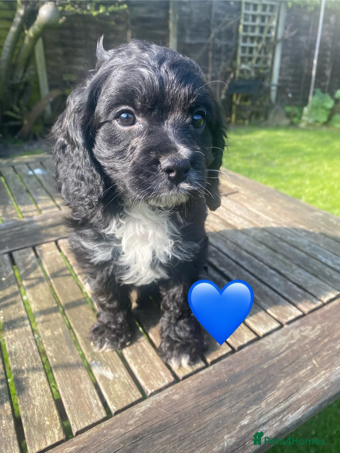 Cavapoo dogs for sale: F1 CAVAPOO. - Advert 2