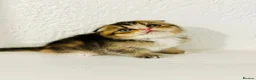 Scottish Fold cats for sale: 🥰Purebred Scottish folds looking for parents🐾 - Advert 1