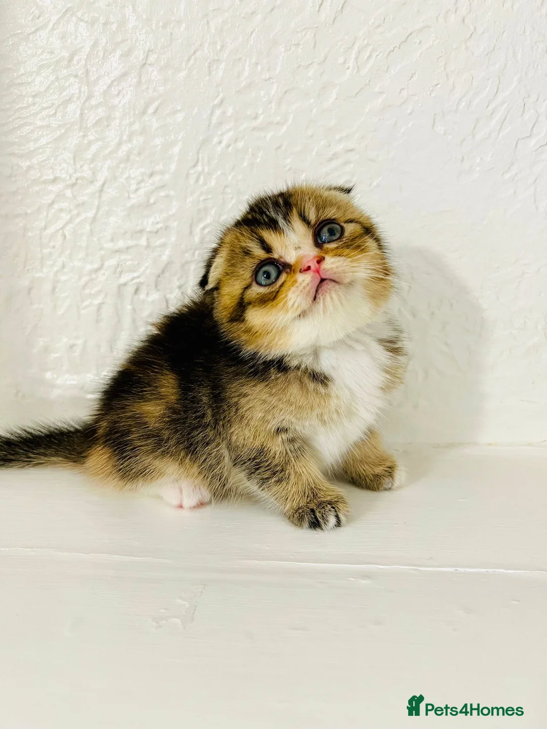 Scottish Fold cats for sale: 🥰Purebred Scottish folds looking for parents🐾 - Advert 1