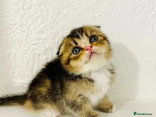 Scottish Fold cats 🥰Purebred Scottish folds looking for parents🐾 - Advert 11