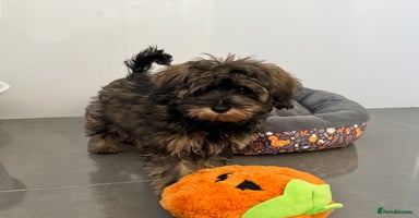 Schnoodle dogs - Advert 8