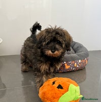 Schnoodle dogs - Advert 9