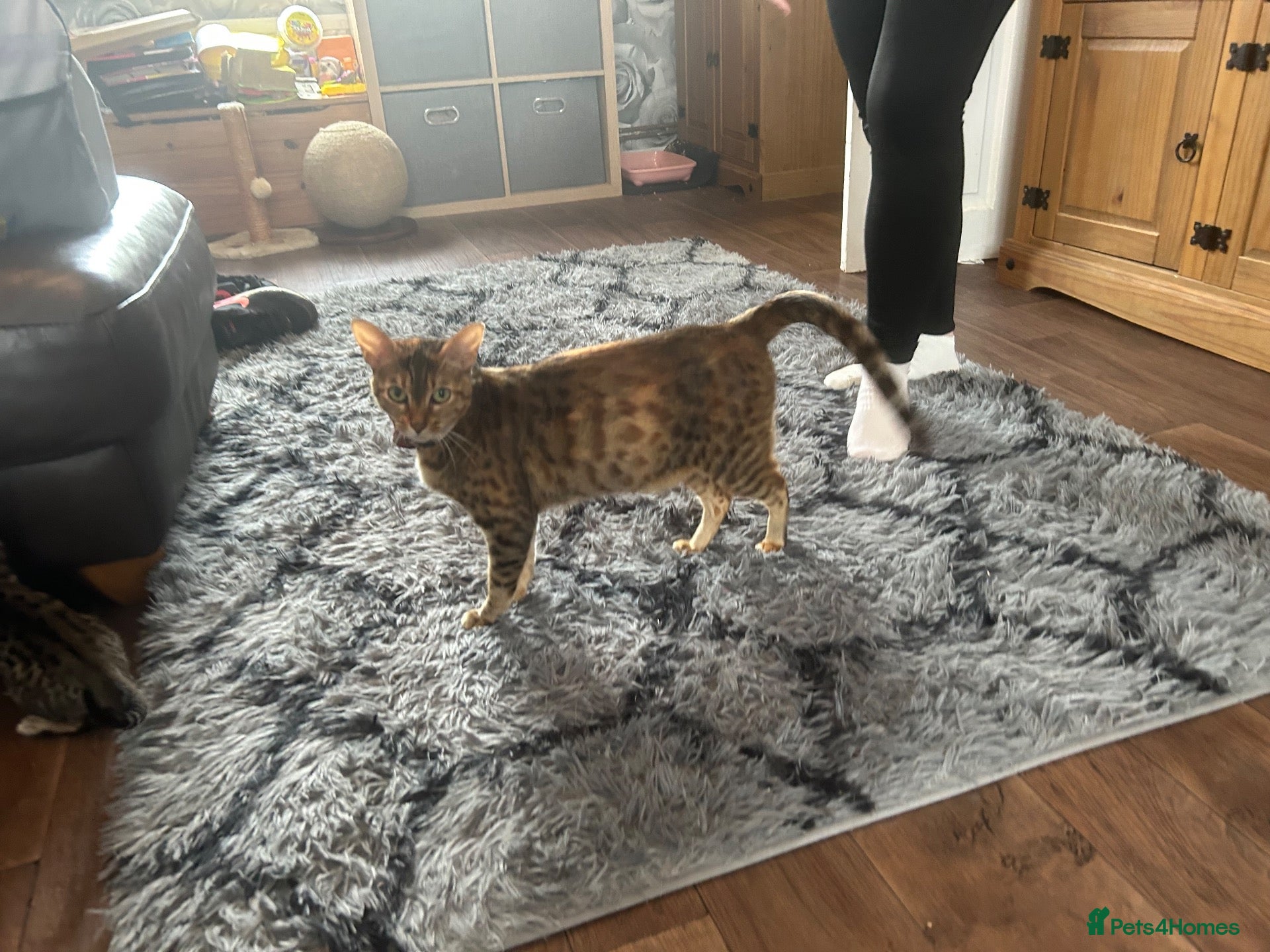 Savannah cats Beautiful Male Savannah f5 - Advert 5