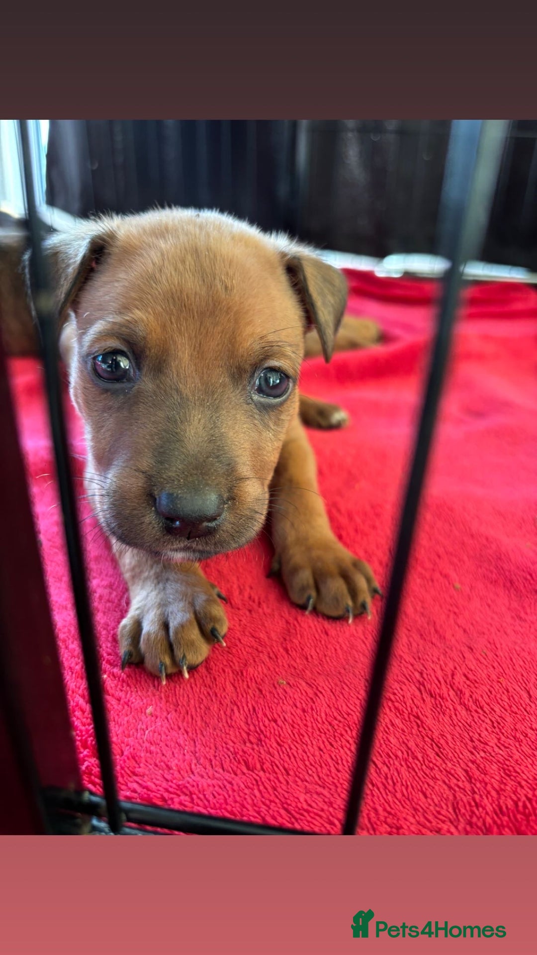 Mixed Breed dogs for sale: Beautiful Puppies For Sale!!! - Image 8