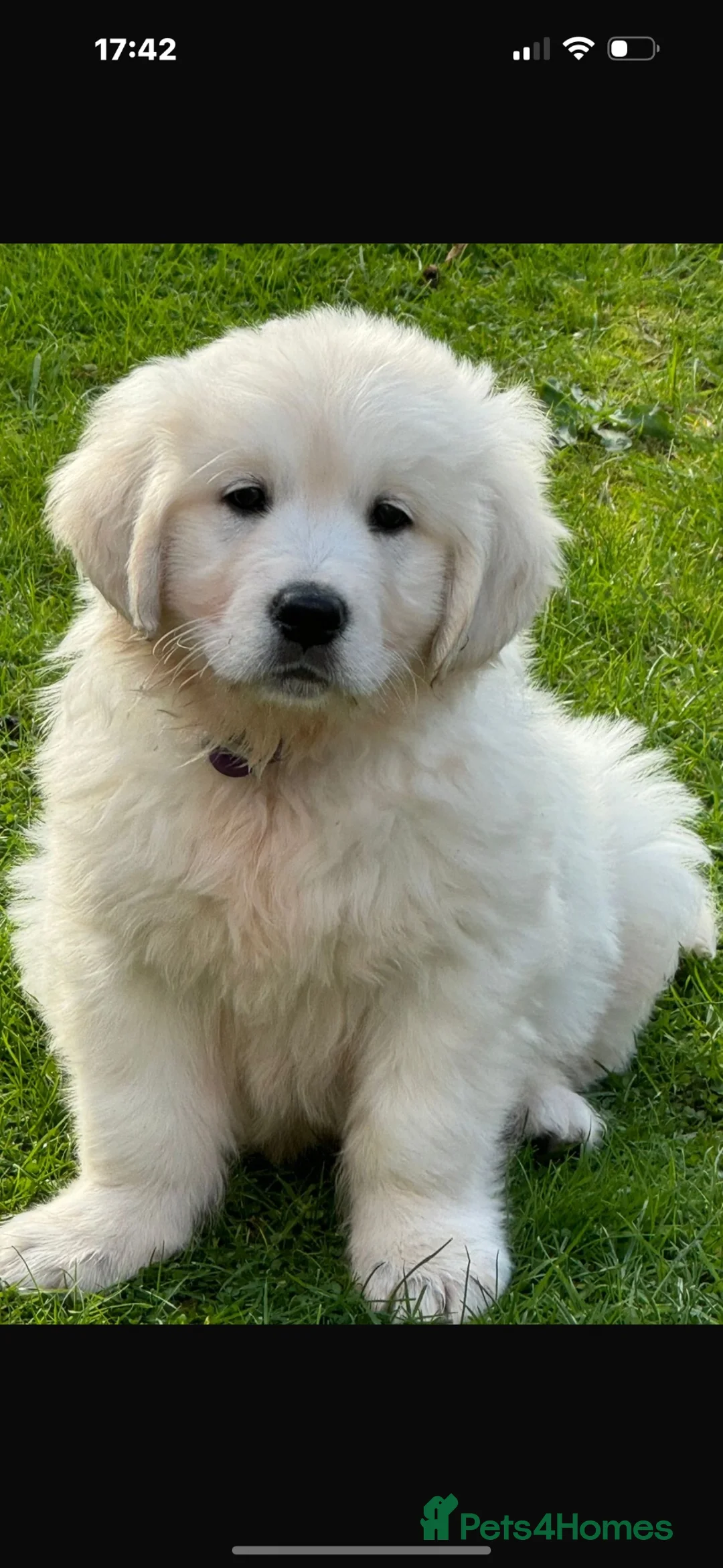 Golden Retriever dogs for sale: ⭐️ KC health tested golden retrievers ⭐️ - Advert 1