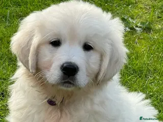 Golden Retriever dogs ⭐️ KC health tested golden retrievers ⭐️ - Advert 1