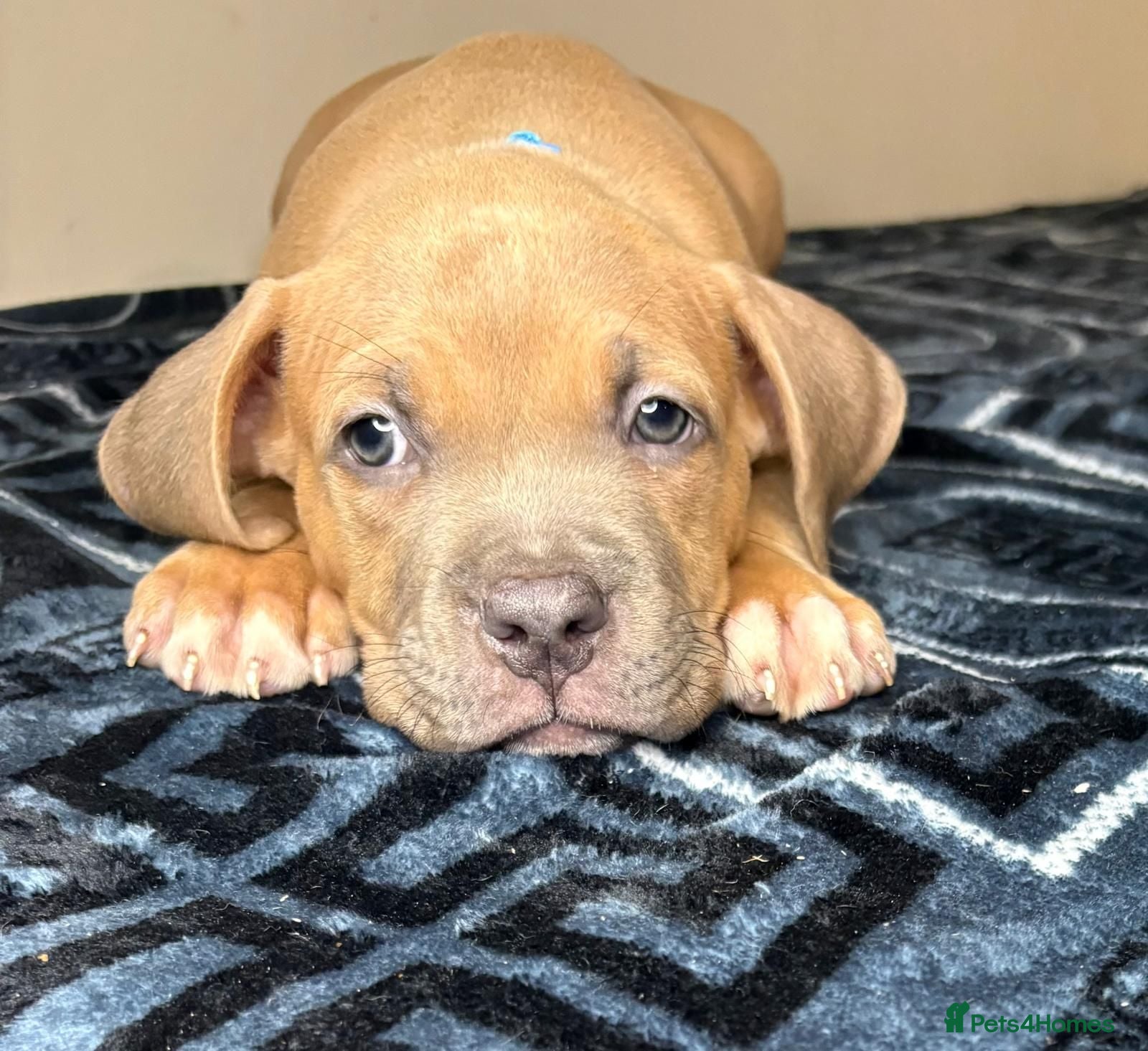 American Bully dogs Quality pocket bullies ready for forever homes - Advert 3
