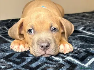 American Bully dogs Quality pocket bullies ready for forever homes - Advert 1