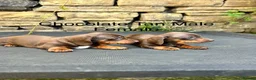 Miniature Dachshund dogs for sale: Miniature Dachsunds males and females - Advert 19