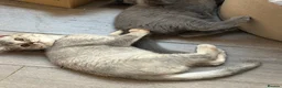 British Shorthair cats for sale: British shorthair kittens  - Advert 6