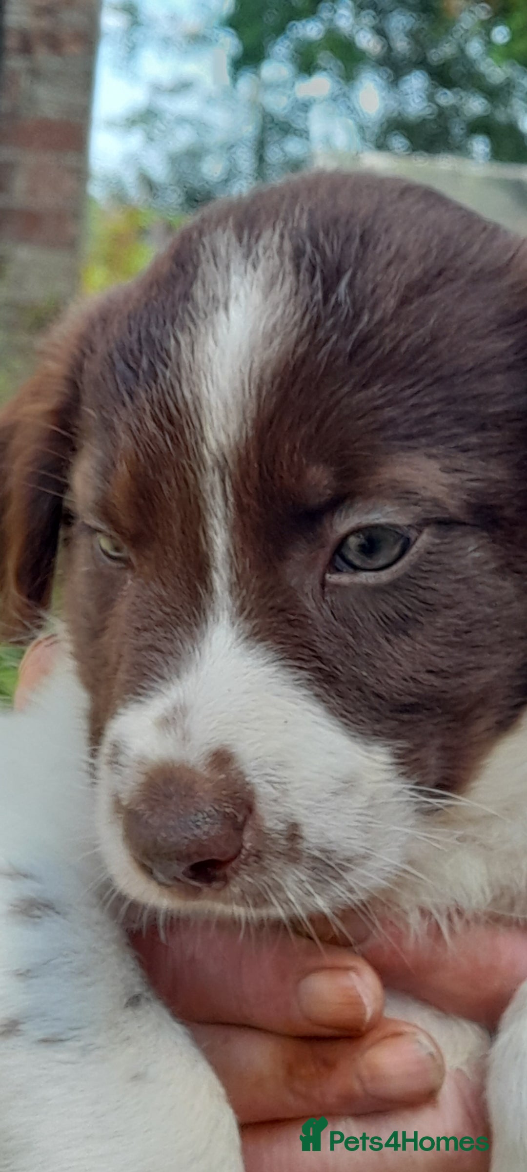 Sprollie dogs for sale: Border Collie x Springer Spaniel pups - Image 9