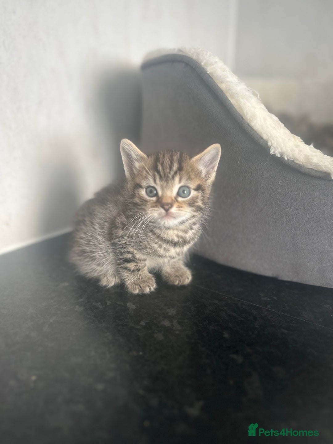 Mixed Breed cats for sale: 5 lovely playful kittens available  - Image 12