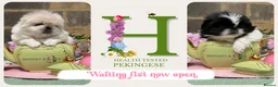 Pekingese dogs for sale: 💐WAITING LIST NOW OPEN💐 - Advert 6