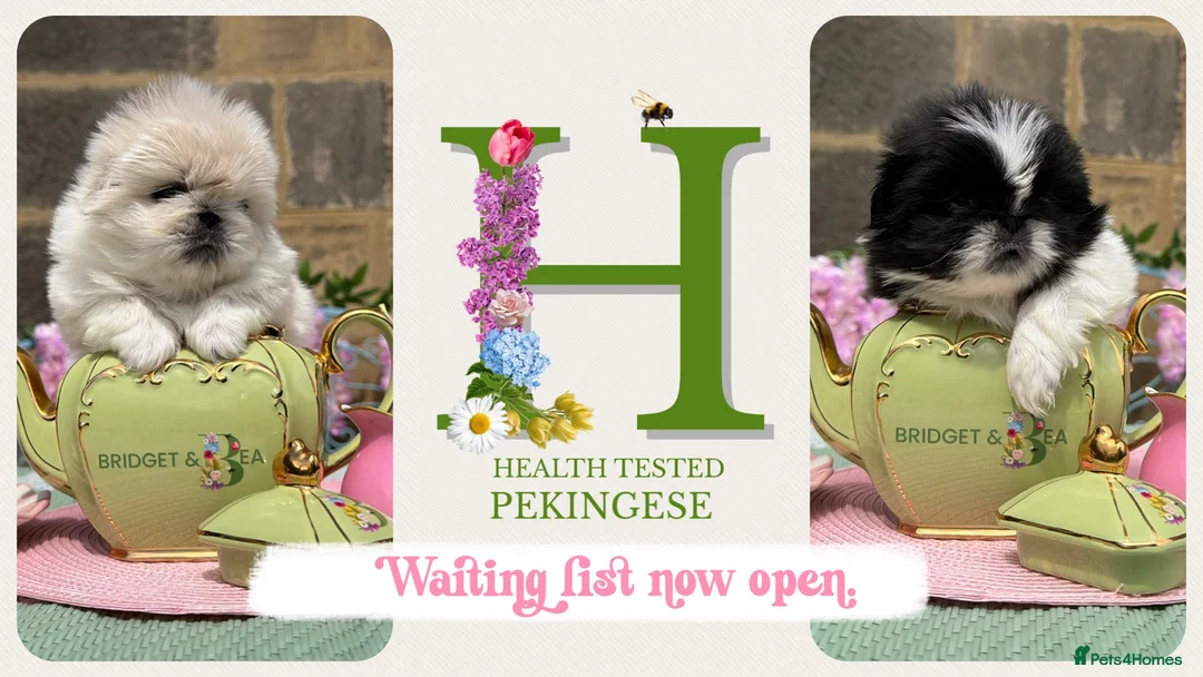 Pekingese dogs for sale: 💐WAITING LIST NOW OPEN💐 - Advert 6