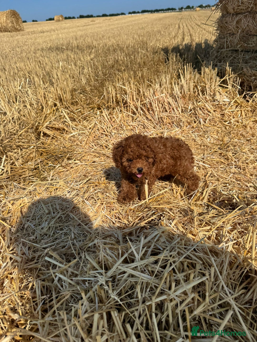 Toy Poodle dogs for sale: Toy Poodle Puppy – Red Apricot Girl - Image 10