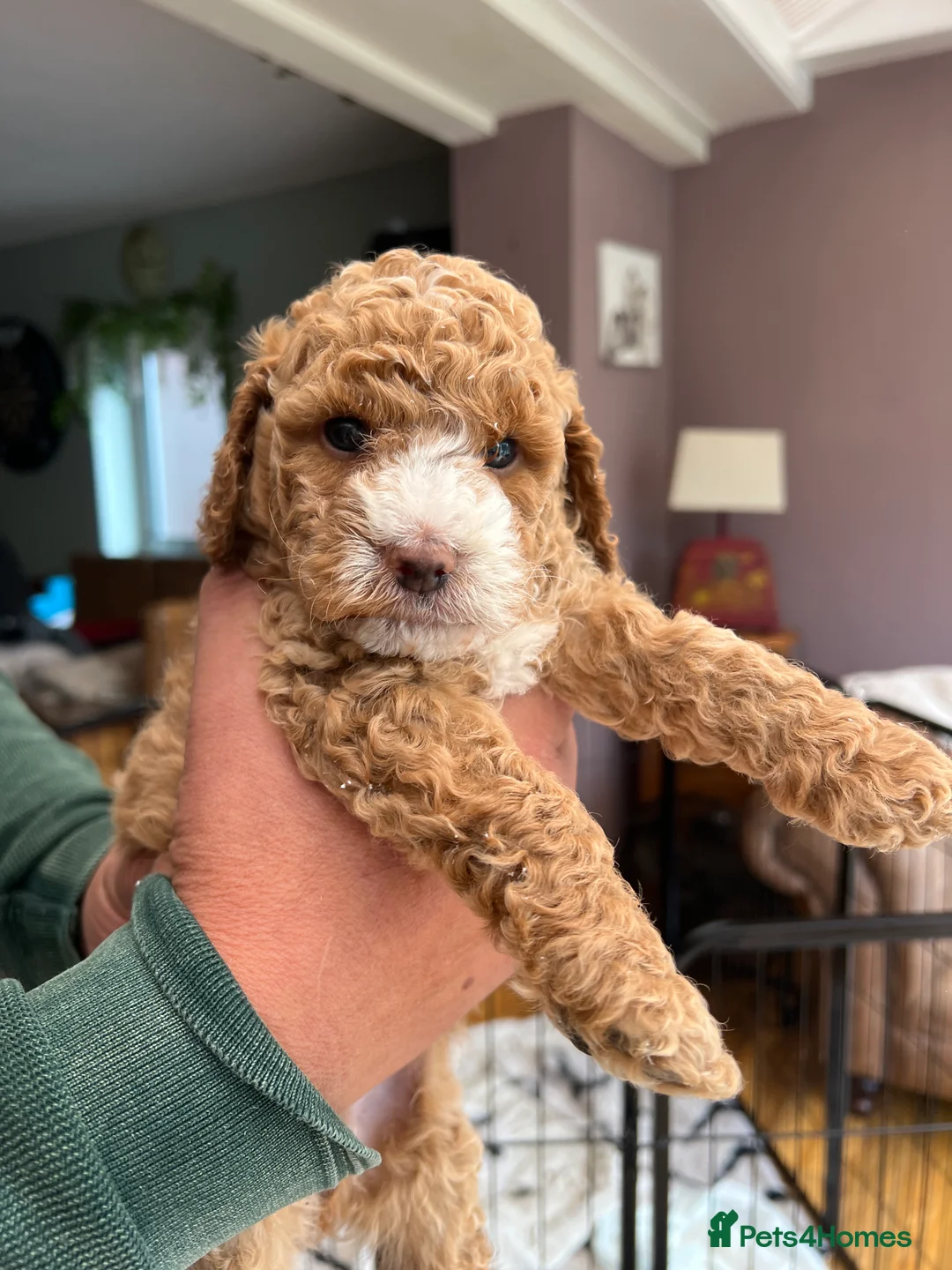 Cockapoo dogs for sale: Cockapoo F1 puppies for their new homes.  - Advert 2