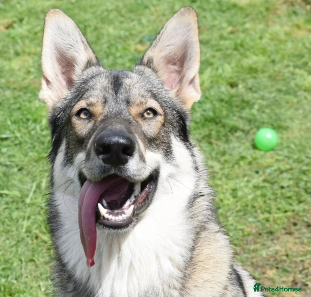 Mixed Breed dogs for sale: Northern Inuit outcross litter  - Advert 2