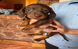 Dachshund dogs for sale: Miniature Dachshund Puppies   - Image 6