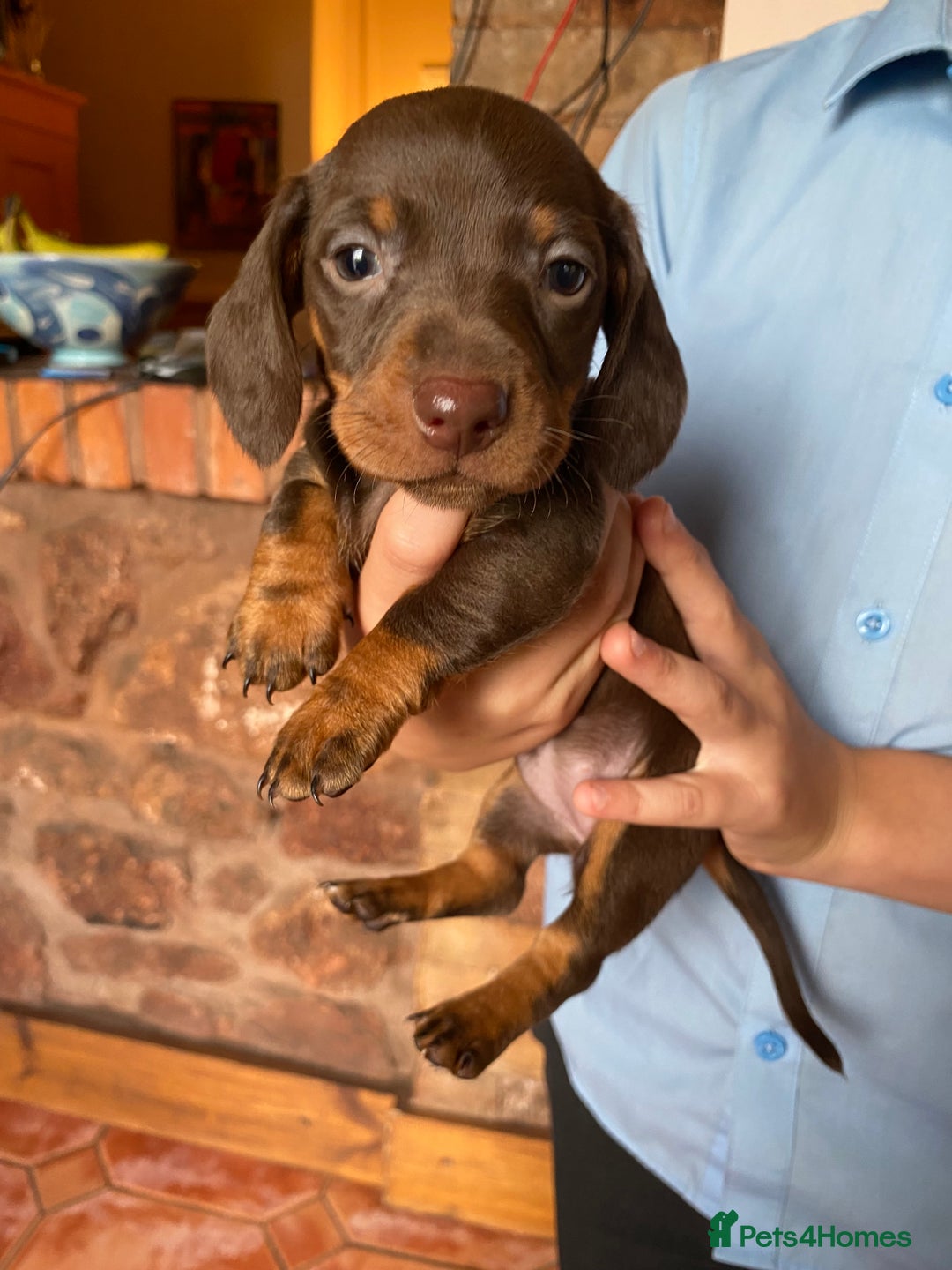 Dachshund dogs for sale: Miniature Dachshund Puppies   - Image 6