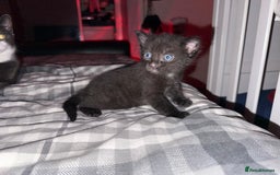 Mixed Breed cats for sale: Little boy kitten  - Image 5