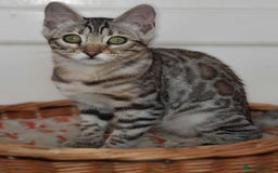 Bengal cats for sale: STUNNING GLITTER PELTED TICA REG BENGAL KITTENS - Image 32