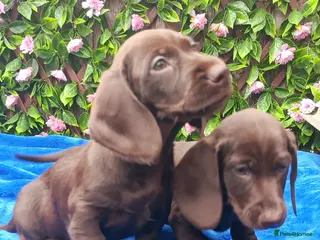 Dachshund dogs MINI WIRE DAXI KC REG LAFORA CLEAR - Advert 7