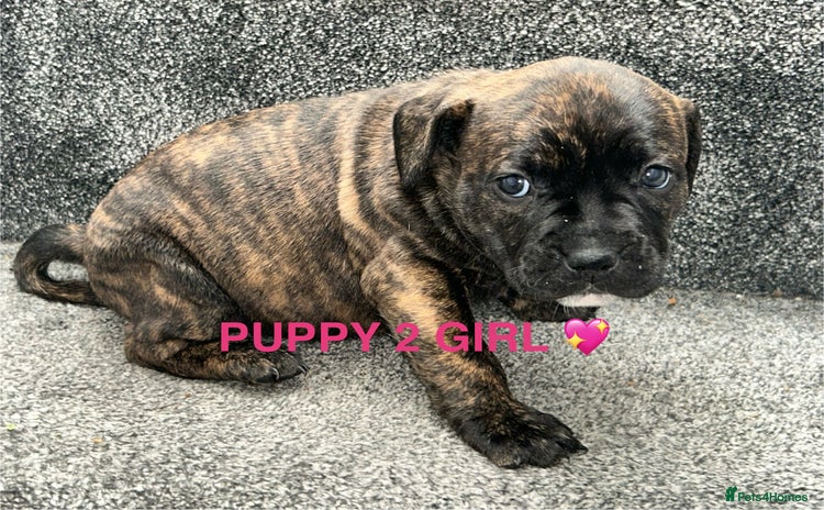 Staffordshire Bull Terrier dogs - Advert 1