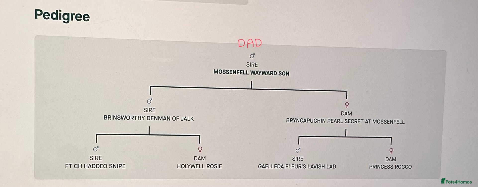 Golden Retriever dogs KC working line golden retrievers  - Advert 2