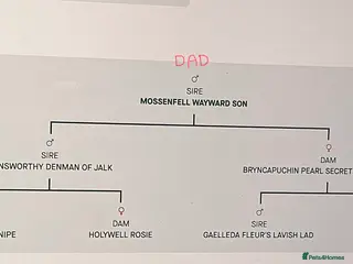 Golden Retriever dogs KC working line golden retrievers - Advert 2