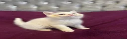 British Shorthair cats for sale: Gccf British Shorthair kittens  - Advert 24
