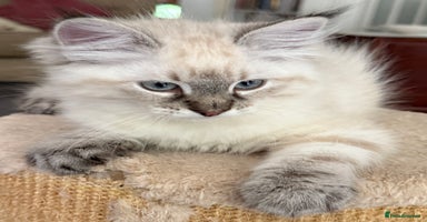 Siberian cats - Advert 12