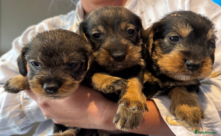 Dachshund dogs - Advert 8
