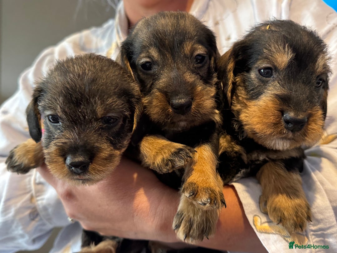 Dachshund dogs for sale: wirehaired dachshunds (teckels) - Image 2