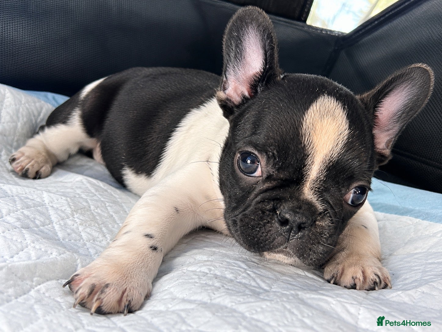 French Bulldog dogs French bulldog for sale - Advert 1
