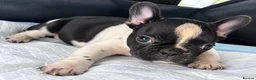 French Bulldog dogs for sale: French bulldog for sale - Advert 1